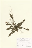 藏品(臺灣胡麻花)的圖片